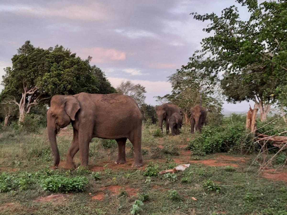 Elephant Lodge Удавалаве Экстерьер фото