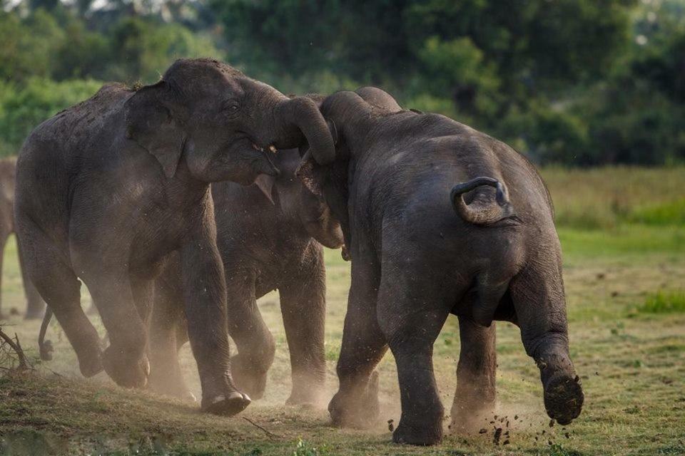Elephant Lodge Удавалаве Экстерьер фото