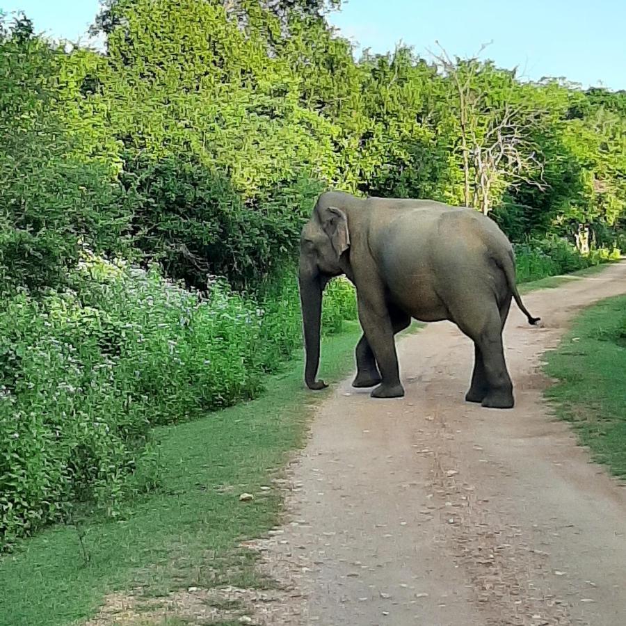 Elephant Lodge Удавалаве Экстерьер фото